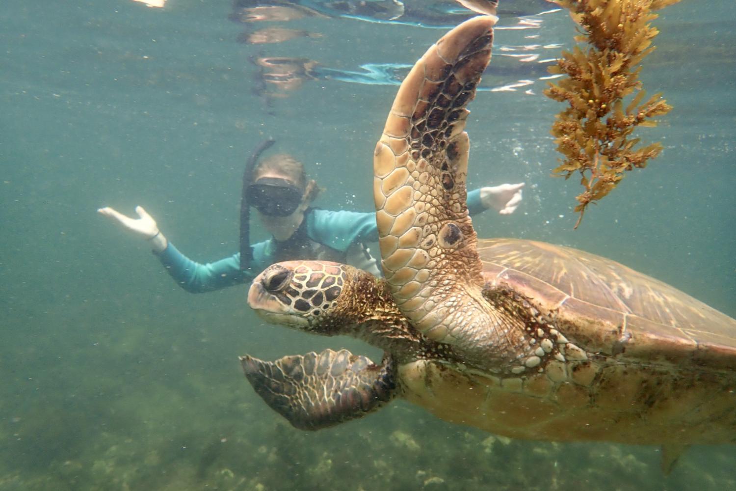 一名<a href='http://dkit.daves-studio.com'>bv伟德ios下载</a>学生在Galápagos群岛游学途中与一只巨龟游泳.